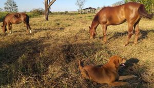 Enriquecimento ambiental em equinos e seus benefícios