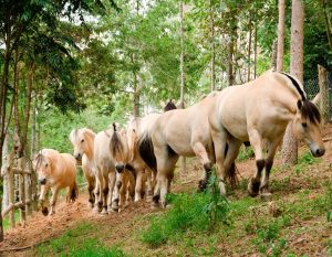 Cavalos Fjord têm a crina bicolor que os deixam exóticos