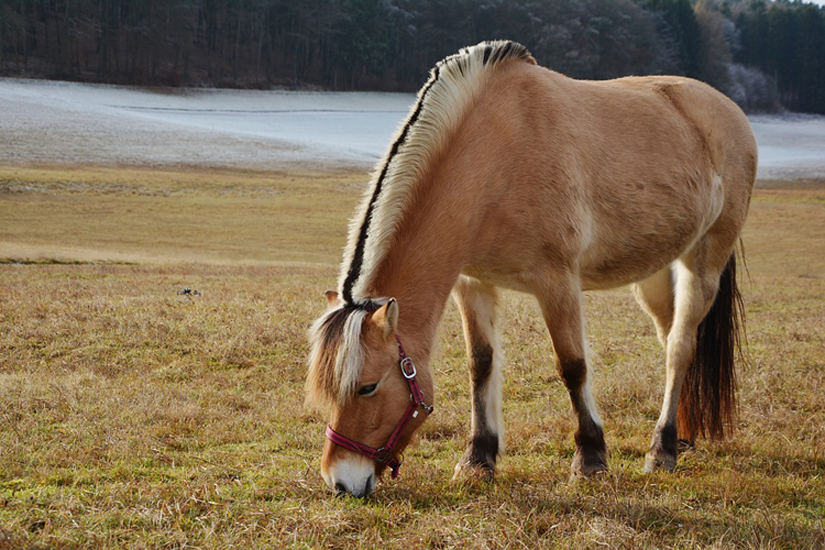 Cavalos Fjord 