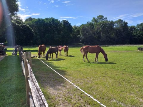 Vivendo e aprendendo com clientes, profissionais e cavalos
