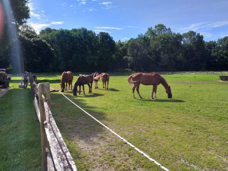 Vivendo e aprendendo com clientes, profissionais e cavalos