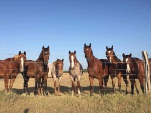 A icônica King Ranch será homenageada pelo AQHA Best Remuda Award