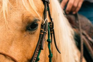 Novas diretrizes darão rumo a raça Quarto de Milha para um brilhante futuro
