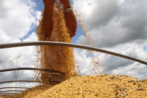 Brasil deve ultrapassar EUA como maior produtor de soja do mundo