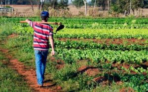 Nove linhas de financiamento do Plano Safra 19/20 para crédito rural
