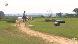 Treine seu cavalo durante o passeio