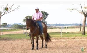 Cavalo que recua torto, o que fazer