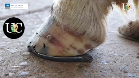 Ferradura com asinha ou trailer