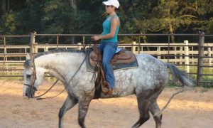 Três mitos comumente encontrados no treinamento western