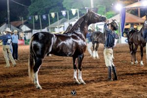 Maior evento do Mangalarga elege os Grandes Campeões de 2019