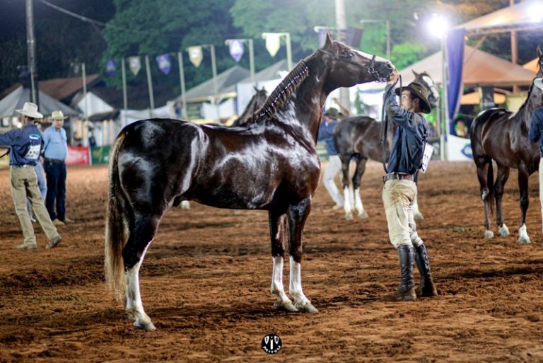 Maior evento do Mangalarga elege os Grandes Campeões de 2019