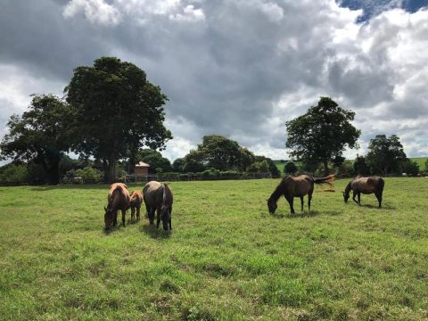 Haras Fazenda São José, a marca da família Rorato