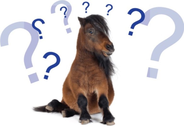 Entenda os termos em inglês próprios do meio equestre