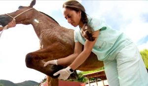 Estudantes promovem mutirões para atender cavalos de carroceiros