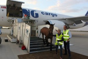 Reduzindo o estresse dos cavalos enquanto viajam de avião