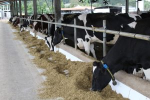 Fazendas investem em tecnologia de monitoramento e obtêm melhora