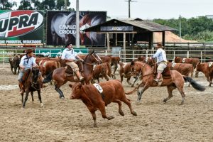 Tradição é retomada em Final da Campereada, o Team Penning do Crioulo