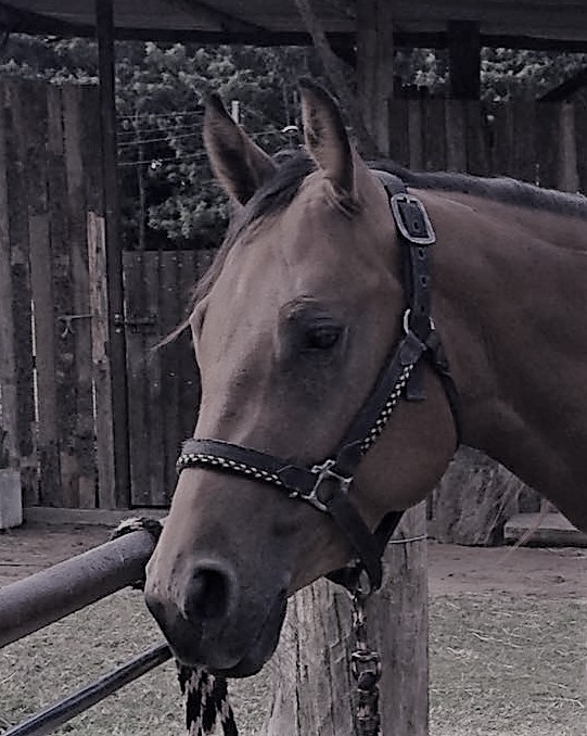 Técnicas que irão auxiliar na difícil tarefa de desenhar cavalos