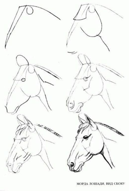 desenhar cavalos