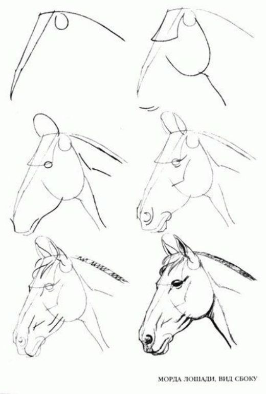 Como Desenhar um Cavalo Passo a Passo