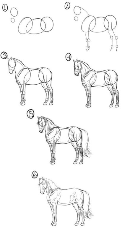 Como desenhar uma cabeça de cavalo facilmente passo a passo