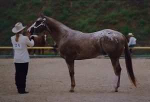 Técnicas que irão auxiliar na difícil tarefa de desenhar cavalos