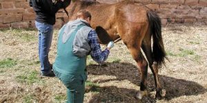 Manejo: a gente te ajuda a decidir se deve castrar ou não o cavalo