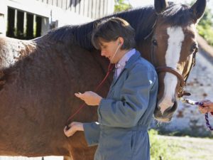 Manejo: a gente te ajuda a decidir se deve castrar ou não o cavalo – parte 3