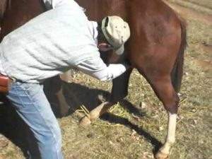 Manejo: a gente te ajuda a decidir se deve castrar ou não o cavalo – parte 4