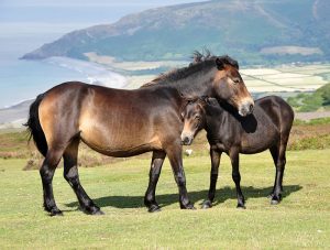 Ameaçados de extinção, o Exmoor é uma raça rara hoje em dia