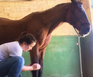 Conheça o Reiki aplicado em cavalos