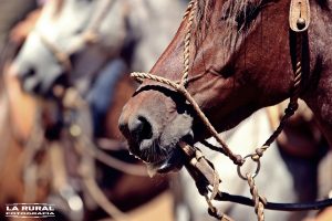 Marcha de Resistência e Freio de Ouro do Cavalo Crioulo conquistam reconhecimento cultural