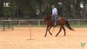 Cavalo que antecipa a troca de mão, o que fazer