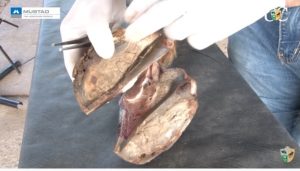 TV UC – Anatomia do casco – parte interna 1