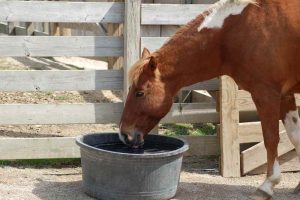 TV UC – Cuidado com a água no verão para seu cavalo