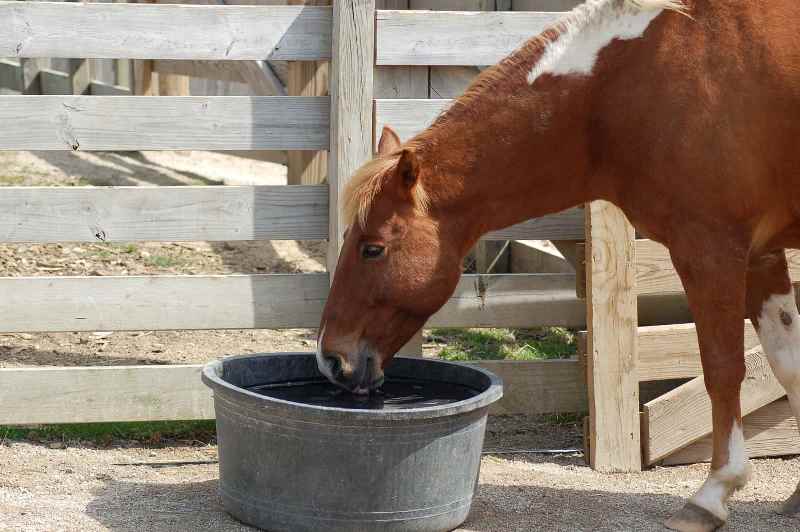 Cuidado com a água no verão para seu cavalo