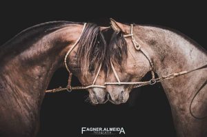 Fotografia do Cavalo Crioulo é exibida no Museu do Louvre