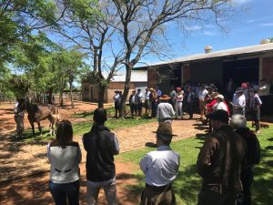 Fazenda Tarumã completa 80 anos com tradicional Dia de Campo