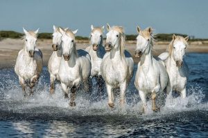 Camargue Horse é uma raça selvagem que vive na França