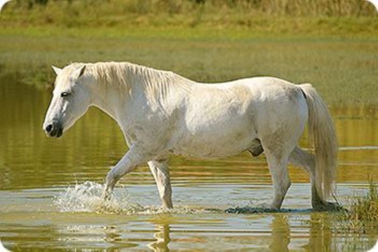 Camargue Horse é uma raça selvagem que vive na França