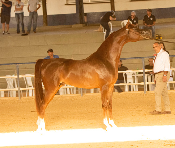 Cerca de 70 cavalos foram julgados durante a 2ª Expo Árabe Jaguariúna
