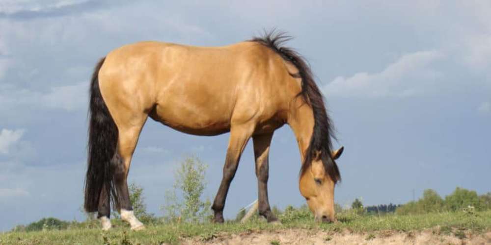 Buckskin: Cinco tipos de cavalos de extrema beleza