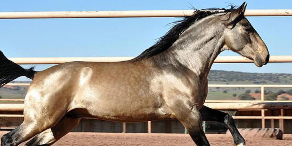 Buckskin: Cinco tipos de cavalos de extrema beleza