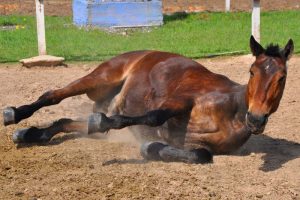 Fatal, encefalomielite viral equina precisa ser prevenida