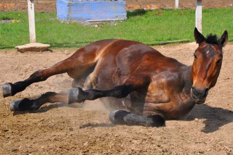 Fatal, encefalomielite viral equina precisa ser prevenida