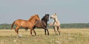 Habilidades básicas que todo jovem cavalo deve saber