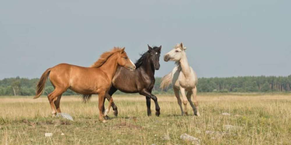 Jovem cavalo: Habilidades básicas que todos devem saber