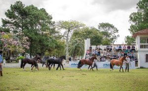 Morfologia do cavalo Crioulo é julgada em exposições no Sul