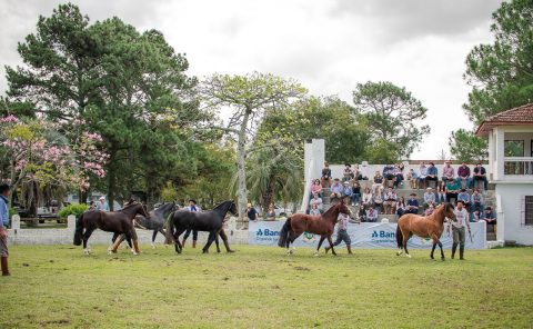 Morfologia do cavalo Crioulo é julgada em exposições no Sul