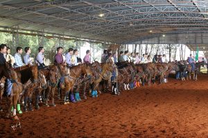 Prorelax Calf Roping comemora crescimento de evento